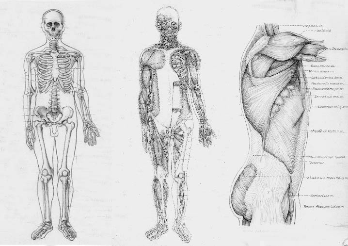 Толстый человек анатомия. ХЬЮМАН анатомия фор артист. Фриц Шидер анатомия. Анатомия человека для рисования. 3d анатомия человека для художников.